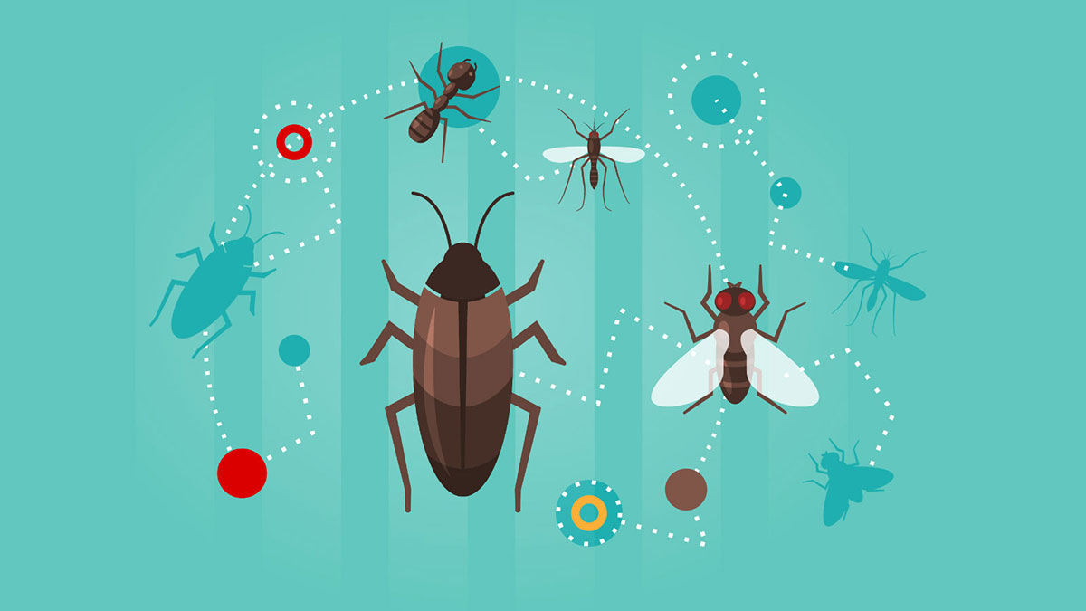 dezynsekcja warszawa, dezynsekcja pluskwy warszawa, odpluskwianie warszawa, zwalczanie pluskiew warszawa, jak pozbyc sie myszy warszawa, metoda żelowa dezynsekcja warszawa, zamglawianie pluskwy warszawa, oprysk dezynfekcja warszawa, jak zwalczyć prusaki warszawa, Jak zwalczyć pluskwy domowe warszawa, deratyzacja warszawa, dezynfekcja warszawa,